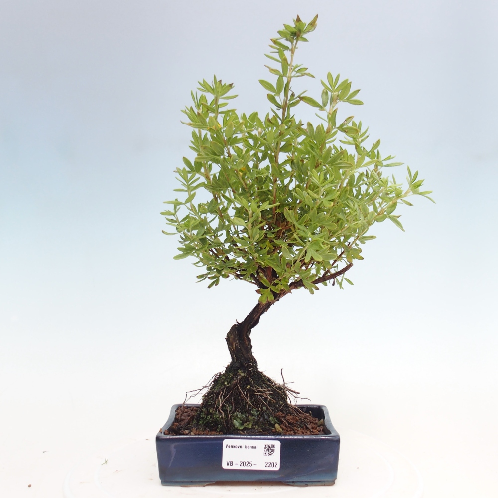 Vonkajšia bonsai-Nátržník krovitá - potentila fruticosa yellow Bird