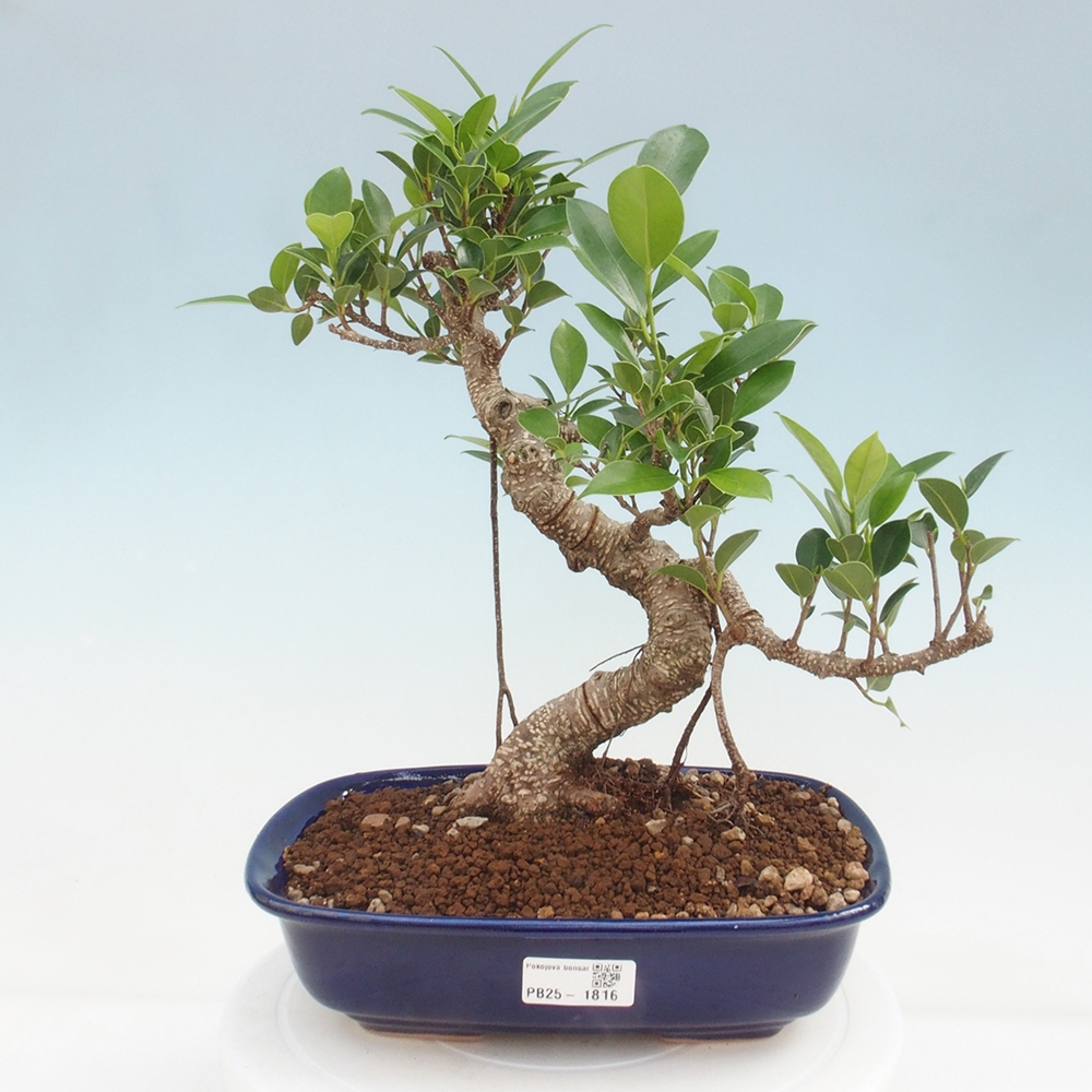 Izbová bonsai - Ficus kimmen - malolistá fikus
