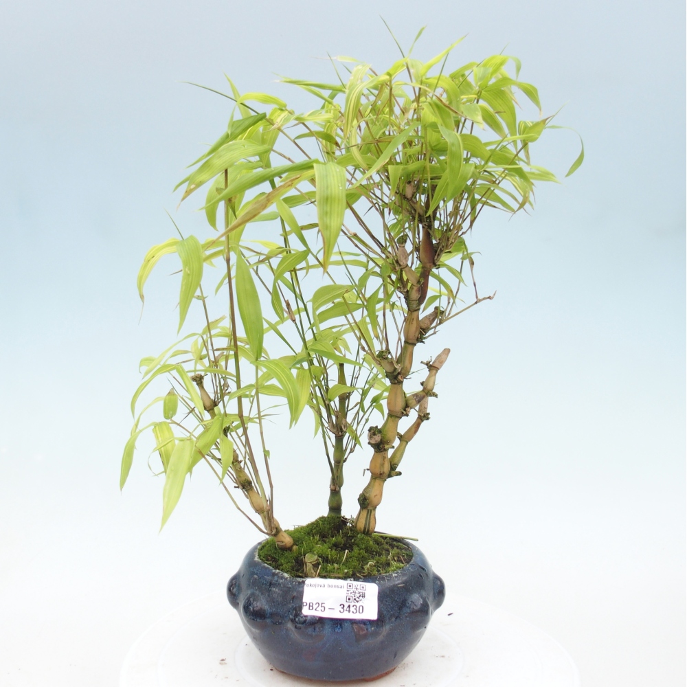 Izbové bonsaje - Bambusové brucho - Bambusové brucho