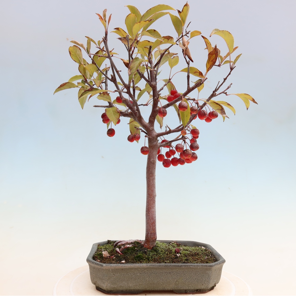 Vonkajšia bonsaj -Malus domestica - Maloplodá jabloň s červenými listami