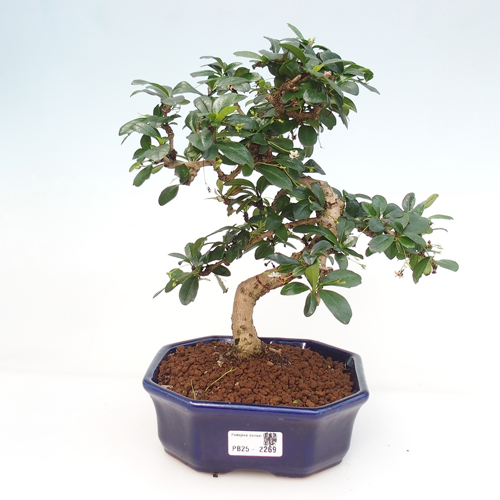 Izbová bonsai - Carmona macrophylla - Čaj fuki