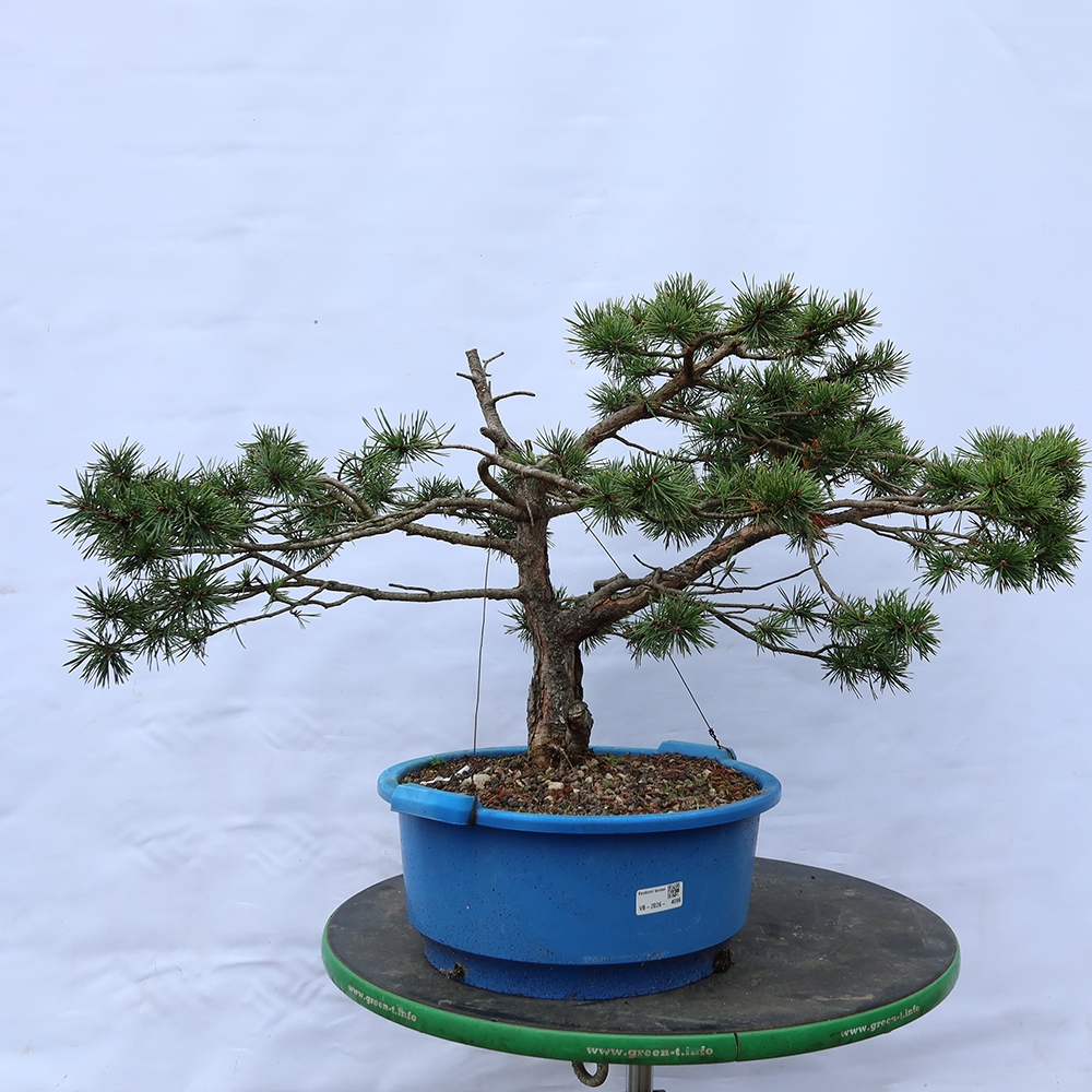 Pinus sylvestris Španielsko – borovica lesná