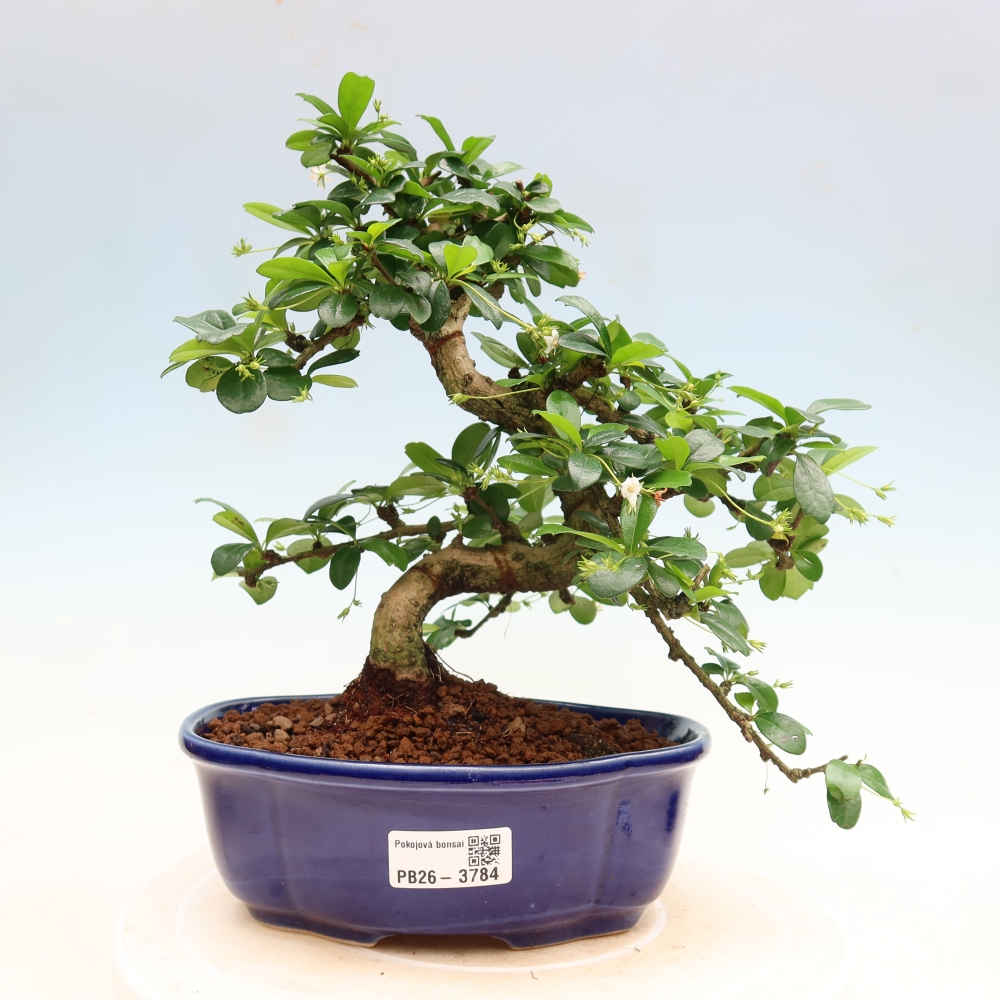 Izbové bonsaje - Carmona macrophylla - Tea fuki