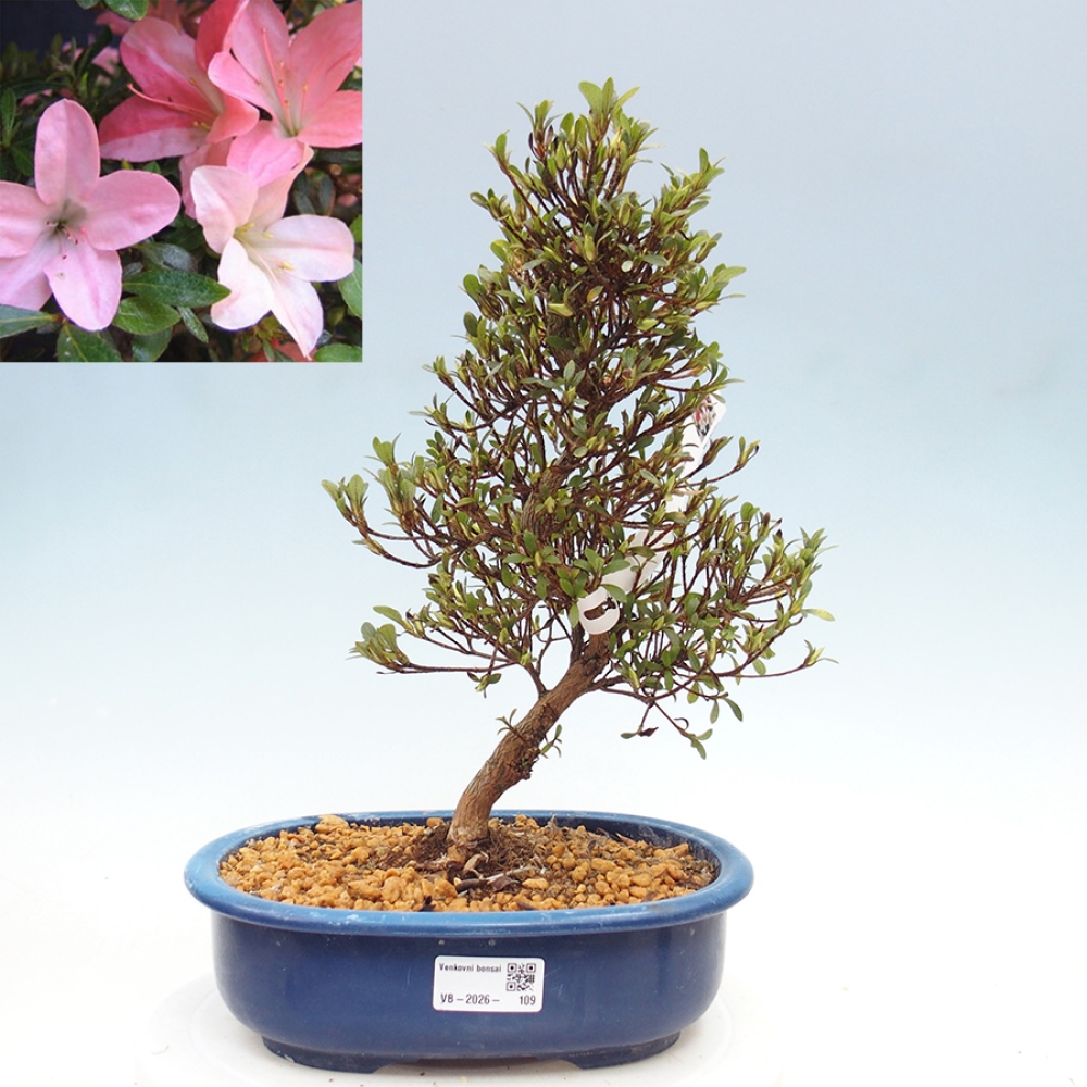 Vonkajšie bonsaje - Japonské azalky - Azalea Nikko