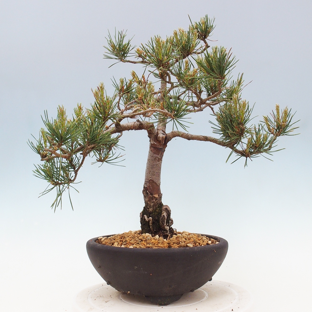Vonkajšie bonsai - Pinus Sylvestris - Borovica lesná
