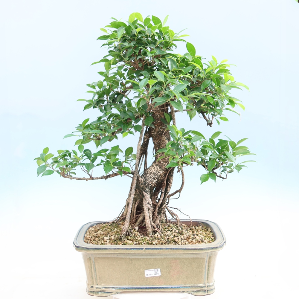 Izbové bonsaje - Ficus kimmen - drobnolistý fikus