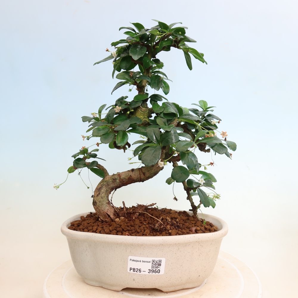 Izbové bonsaje - Carmona macrophylla - Tea fuki