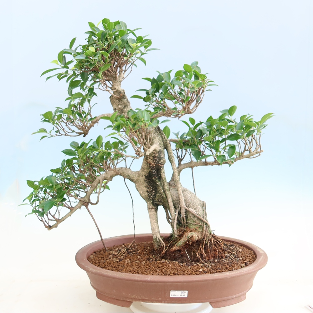 Izbové bonsaje - Ficus kimmen - drobnolistý fikus