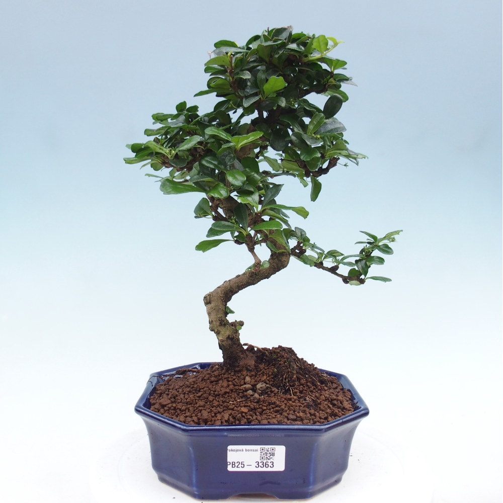 Izbová bonsai - Carmona macrophylla - Čaj fuki