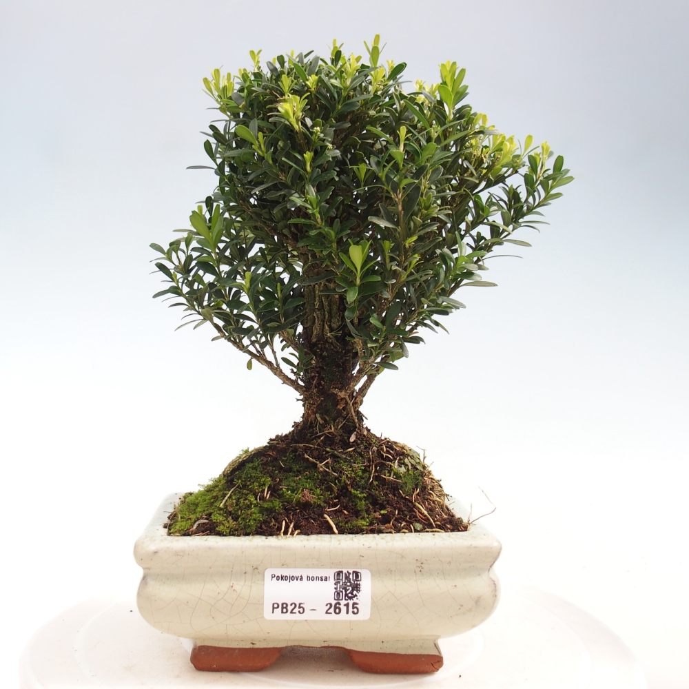 Izbová bonsai - Buxus harlandii -korkový buxus