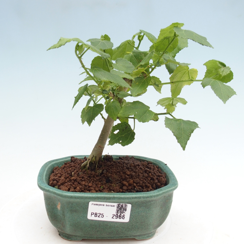Izbová bonsai - Malvaviscus arboreus - ibištekovec drevnatý
