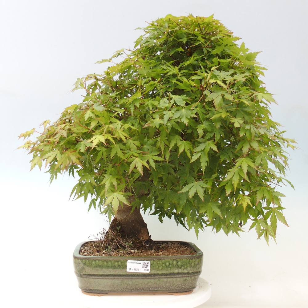 Vonkajšia bonsaj - Acer palmatum - príprava len na palety