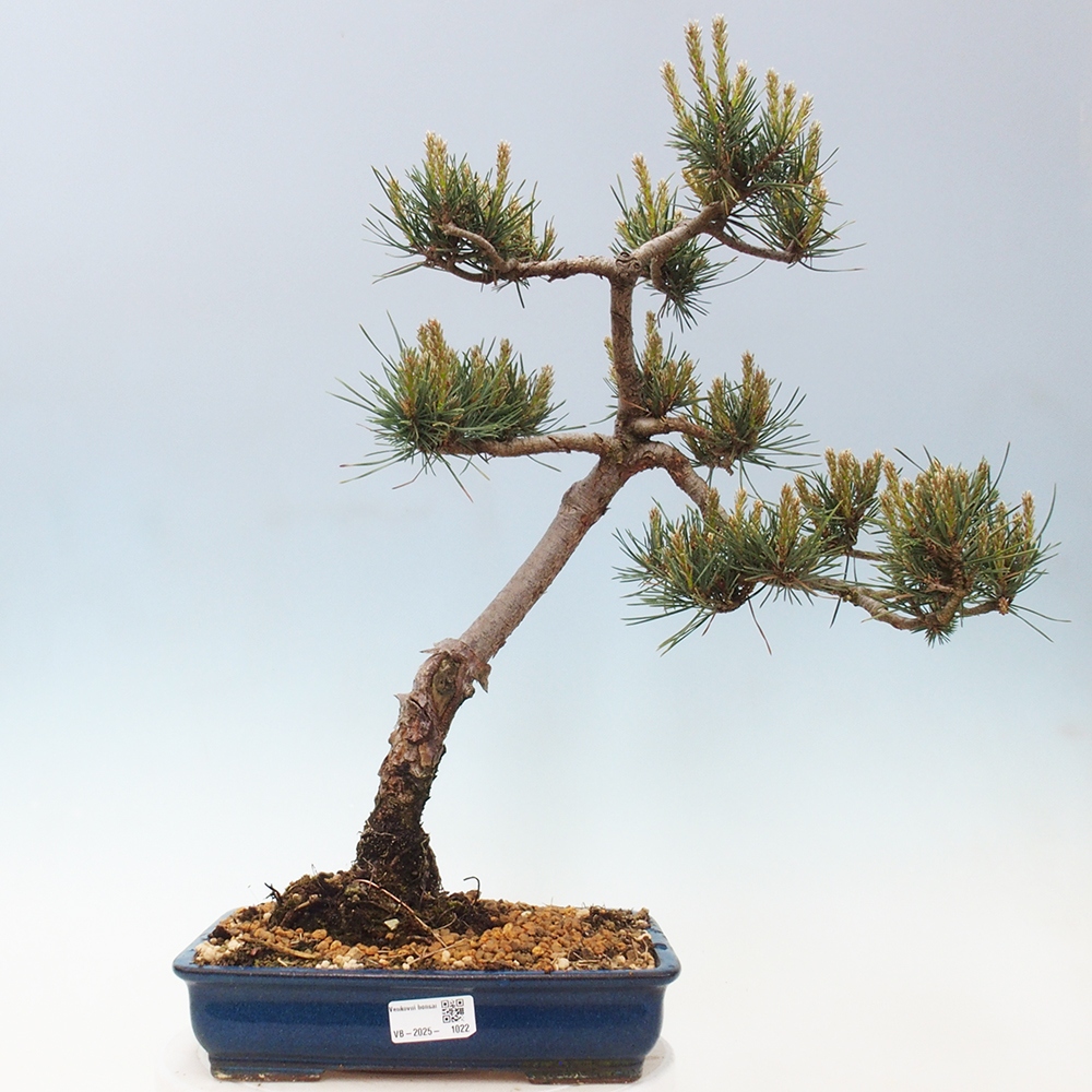 Vonkajšie bonsai - Pinus Sylvestris - Borovica lesná