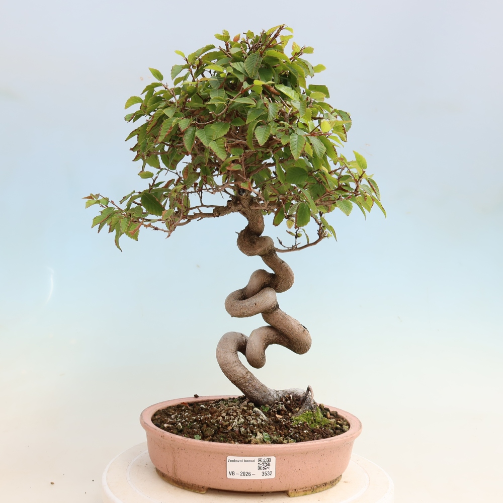 Vonkajšie bonsaje -Carpinus CARPINOIDES - Hrab kórejský