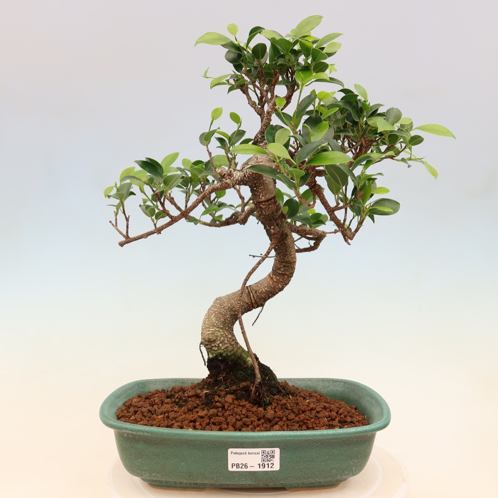 Izbové bonsaje - Ficus kimmen - drobnolistý fikus