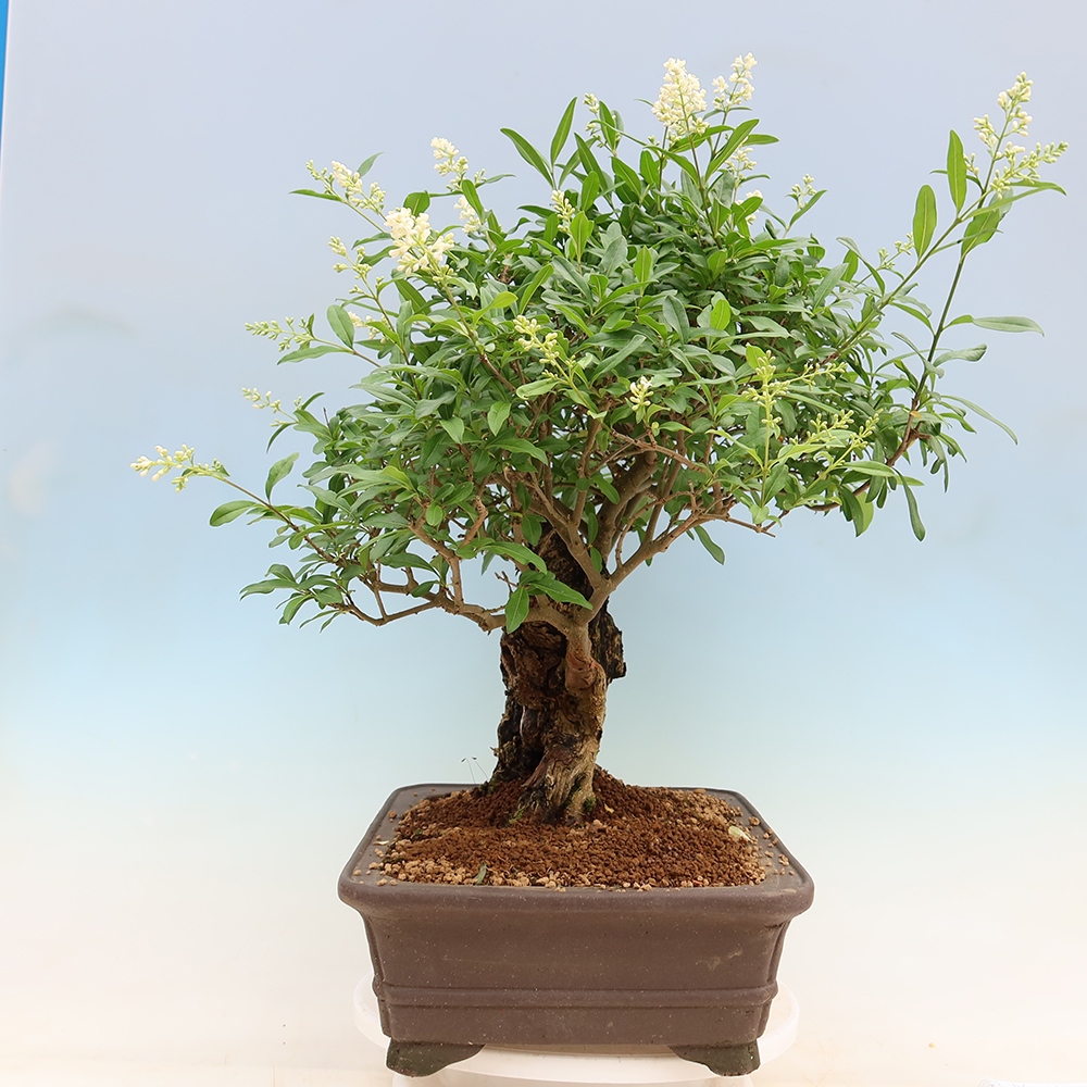 Vonkajší bonsaj - Ligustrum vulgare - Vtáčí zobák