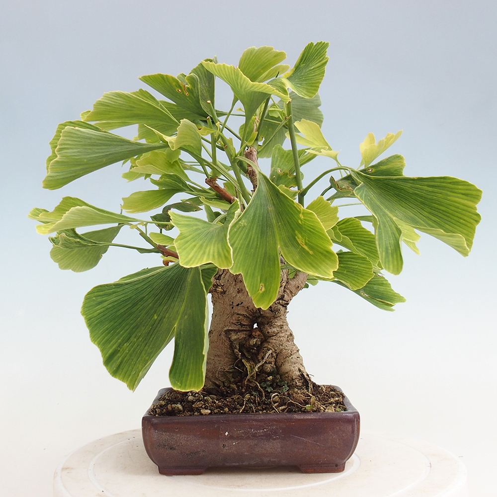 Vonkajší bonsai - Jinan dvojlaločný - Ginkgo biloba