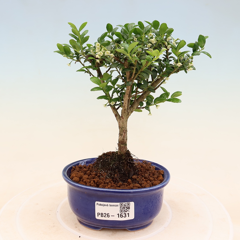 Izbový bonsaj - Ilex crenata - Cesmína