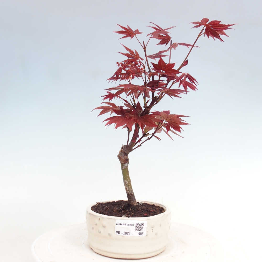 Vonkajšia bonsaj - palma Acer. Atropurpureum-Javor palmový