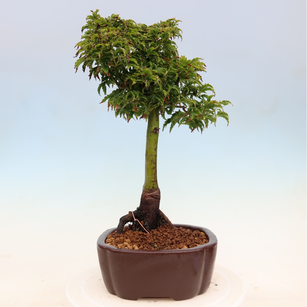 Vonkajšia bonsaj -Javorská palma Acer palmatum Shishigashira
