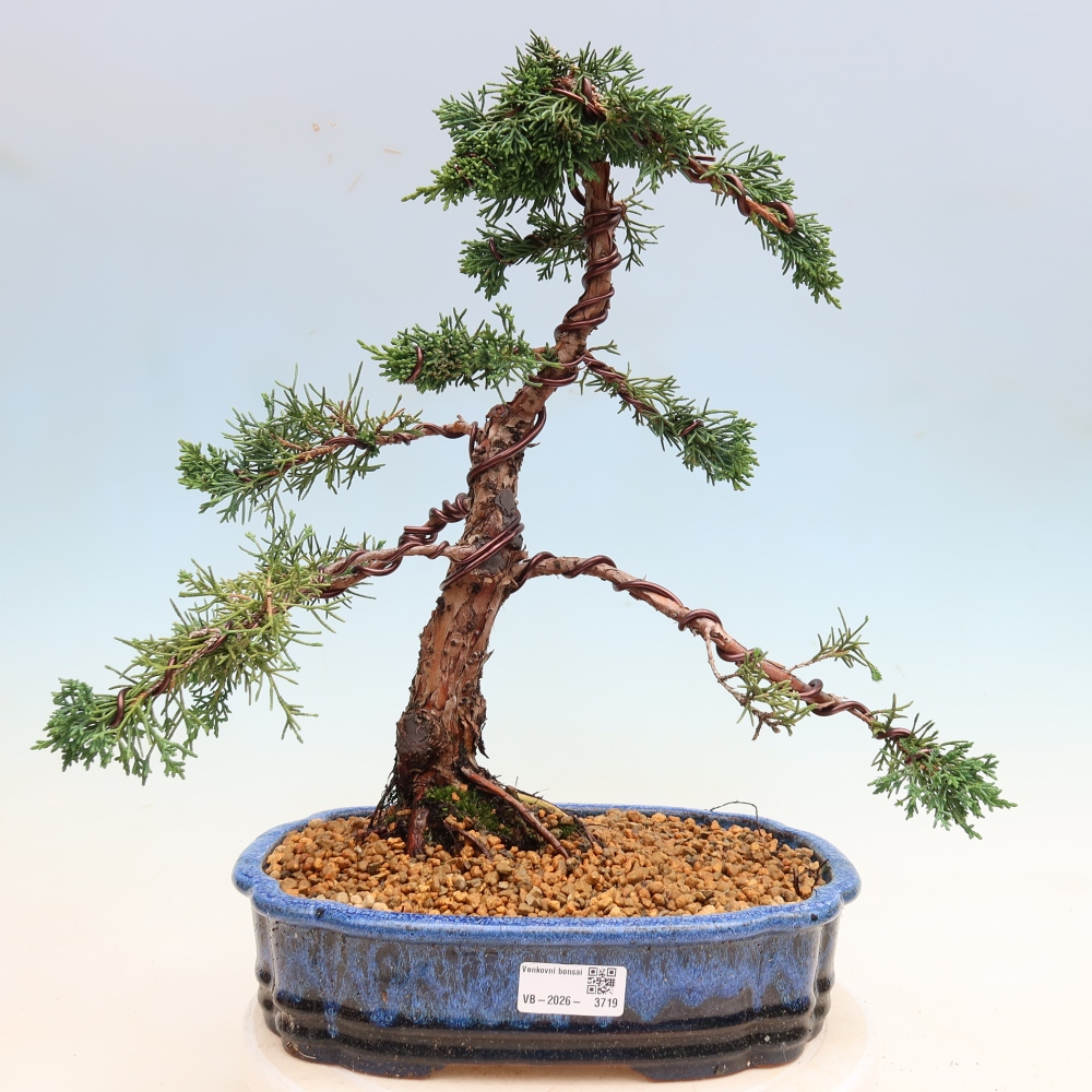 Vonkajší bonsaj - Juniperus chinensis Kishu