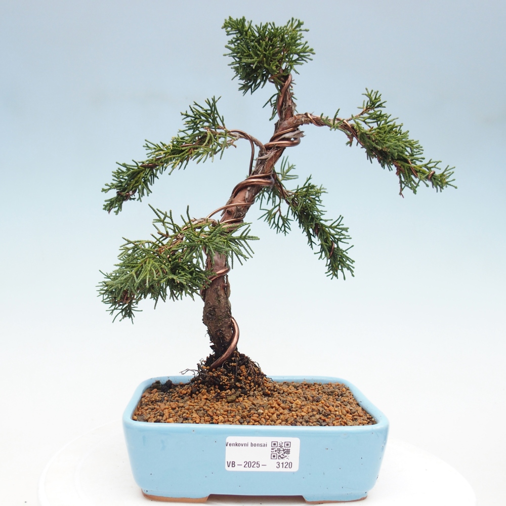 Vonkajší bonsai - Juniperus chinensis Kishu -Jalovec čínsky