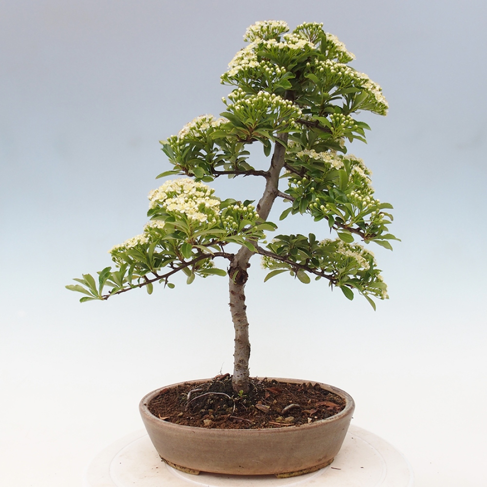 Vonkajšia bonsai-Pyracanta Teton -Hlohyně