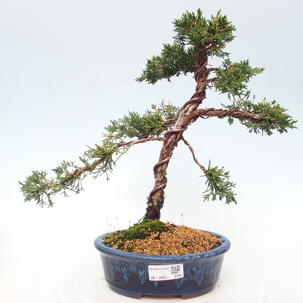 Vonkajší bonsaj - Juniperus chinensis Kishu