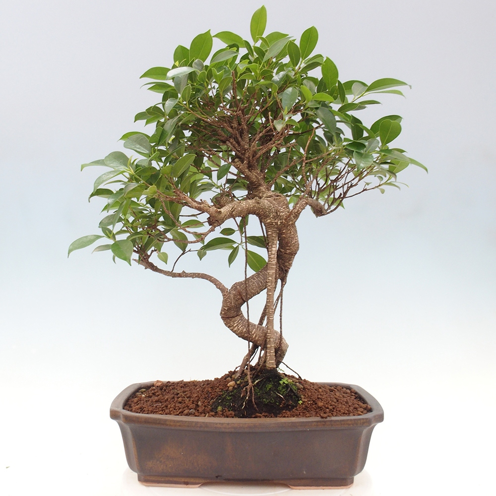 Izbová bonsai - Ficus kimmen - malolistý fikus