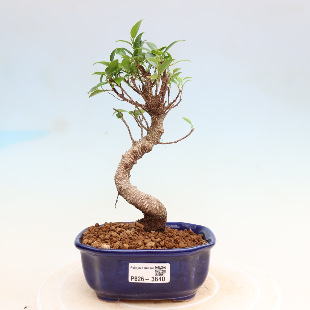 Izbové bonsaje - Ficus kimmen - drobnolistý fikus