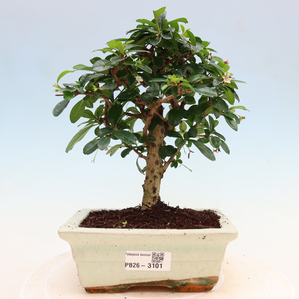 Izbové bonsaje - Carmona macrophylla - Tea fuki