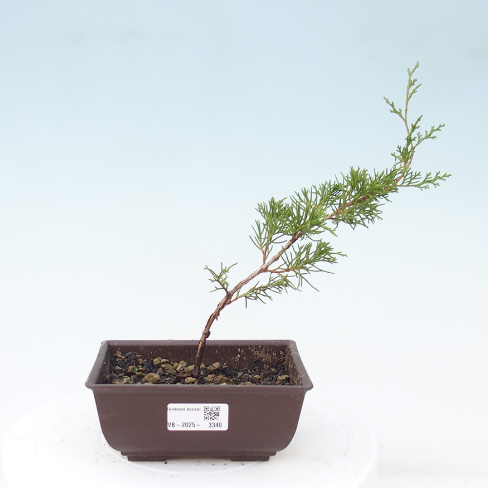 Vonkajší bonsai - Juniperus chinensis Itoigawa -Jalovec čínsky