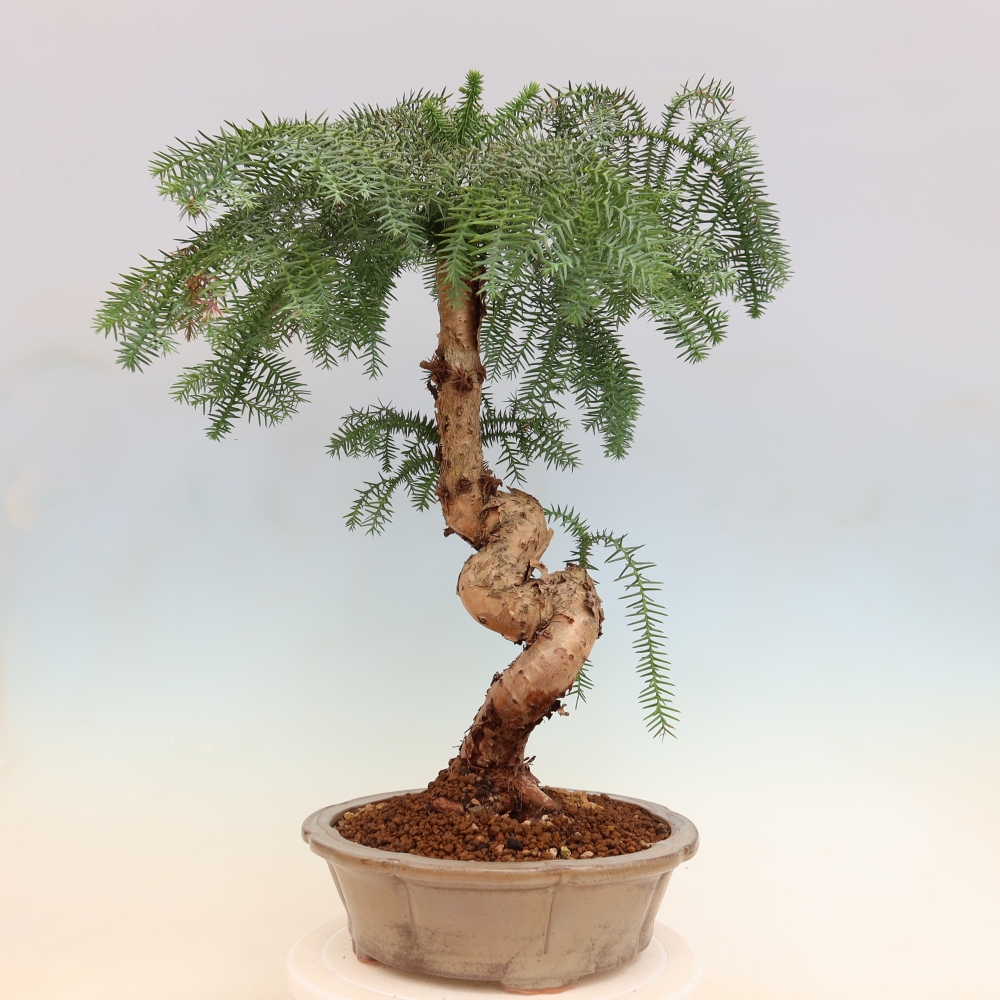 Izba bonsai – Araukária – izba smreček