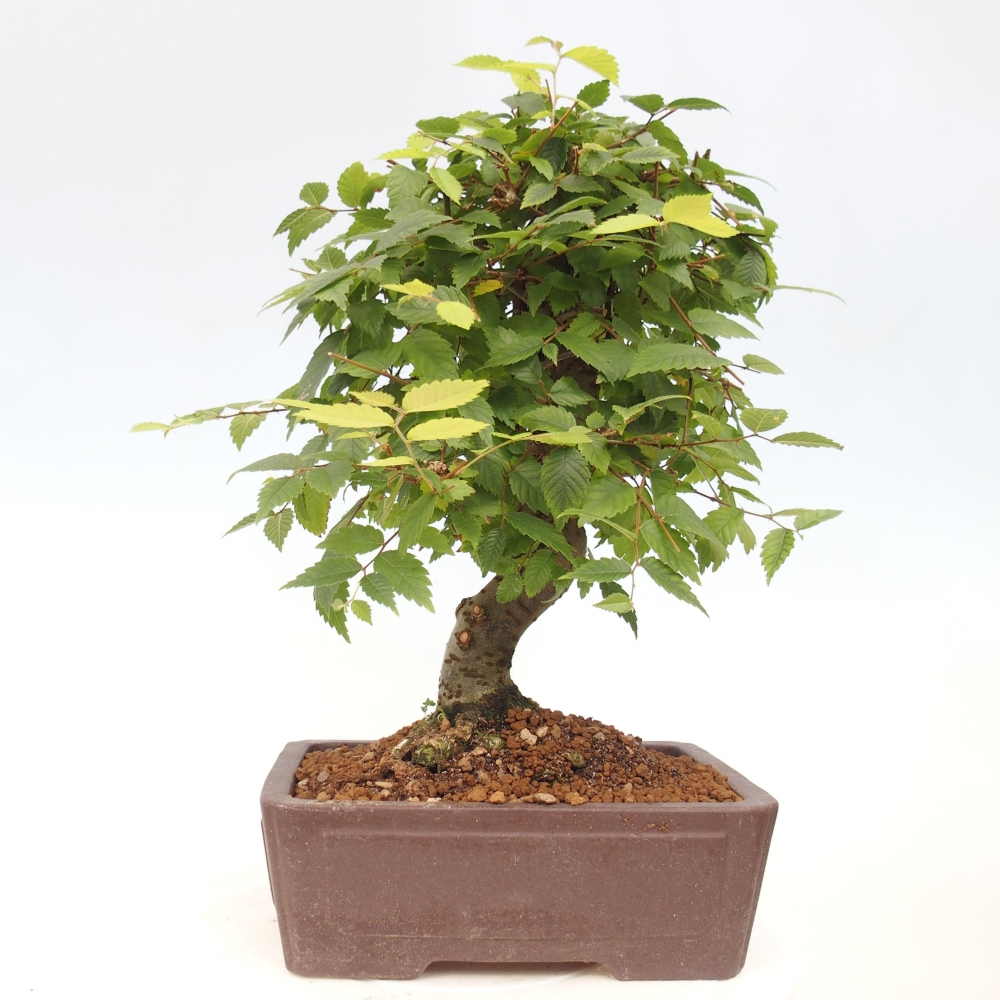 Vonkajšie bonsai - Zelkova - Zelkova serrata