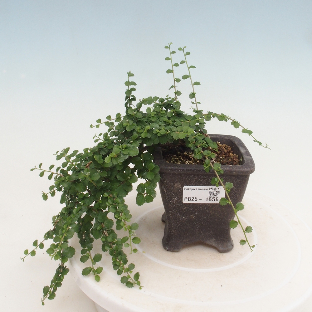 Izbová bonsai - Grewia sp. - Grewie malolistá