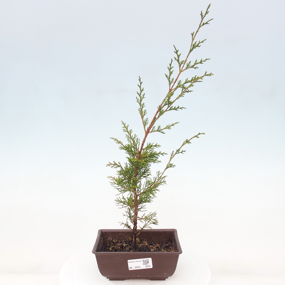 Vonkajší bonsai - Juniperus chinensis Itoigawa -Jalovec čínsky