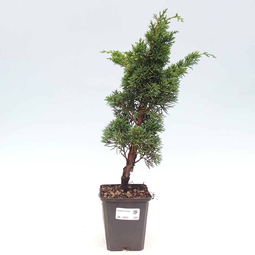 Vonkajšie bonsai - Juniperus chinensis Kishu -Jalovec čínsky