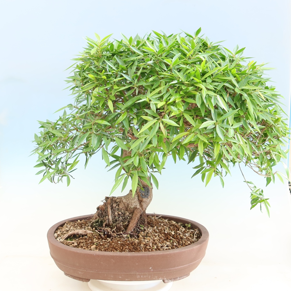 Izbové bonsaje - Ficus nerifolia - fíkus drobnolistý