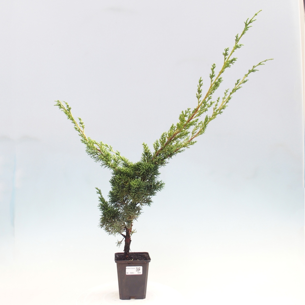 Vonkajší bonsaj - Juniperus chinensis Kishu