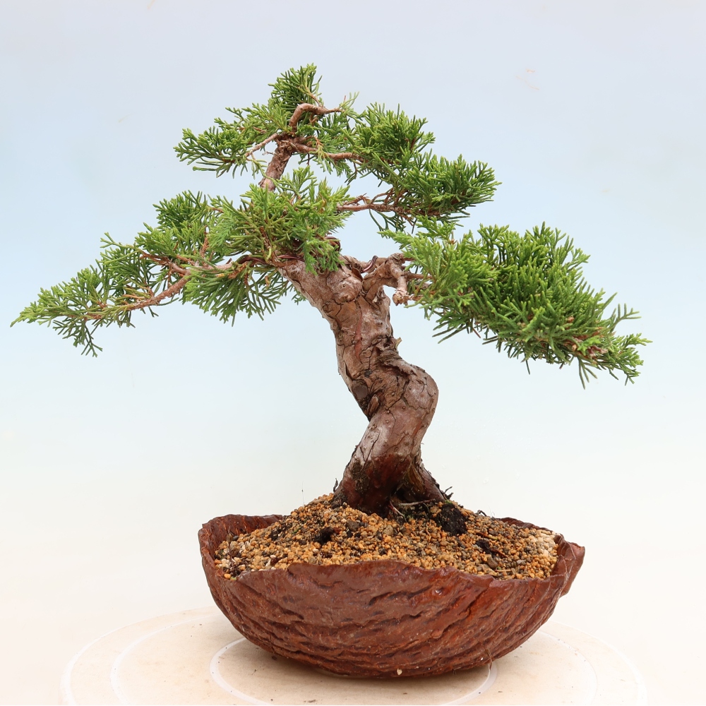 Vonkajší bonsai – Juniperus chinensis Itoigawa – čínsky jalovec