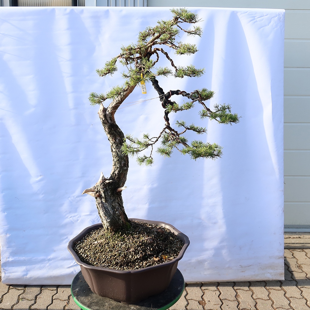 Pinus sylvestris Španielsko – borovica lesná
