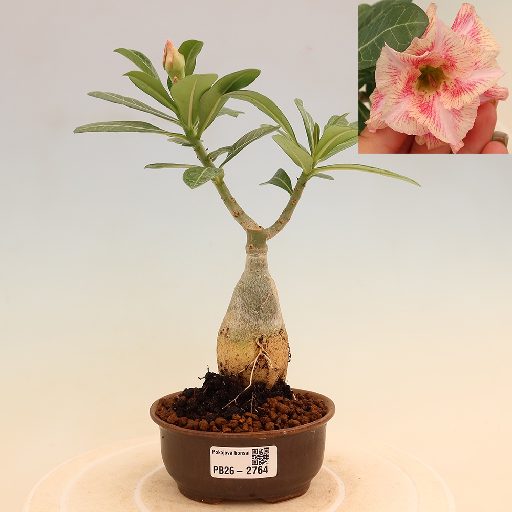 Izba bonsai – Adenium obesum, štepené V.F.S.277 – Púštna ruža