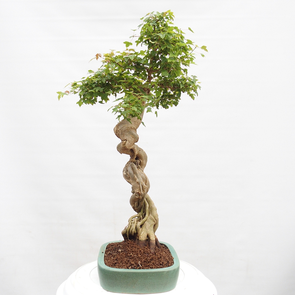 Vonkajšie bonsai - Javor Buergerianum - Javor Burgerův