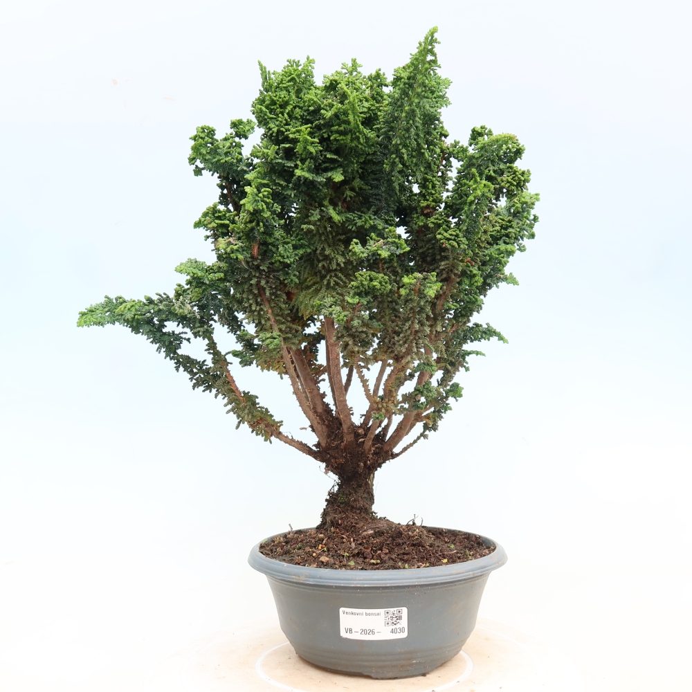 Vonkajší bonsaj - Cham. obtusa SEKKA HINOKI - Cypruštek