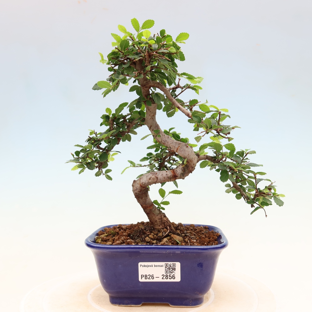 Izbový bonsaj - Ulmus parvifolia - brest malolistý