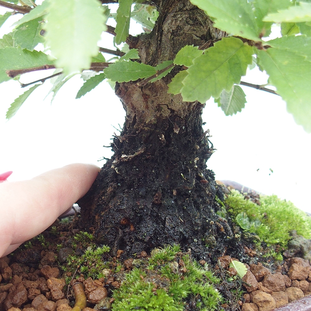 Vonkajšie bonsaje - Zelkova - Zelkova NIRE