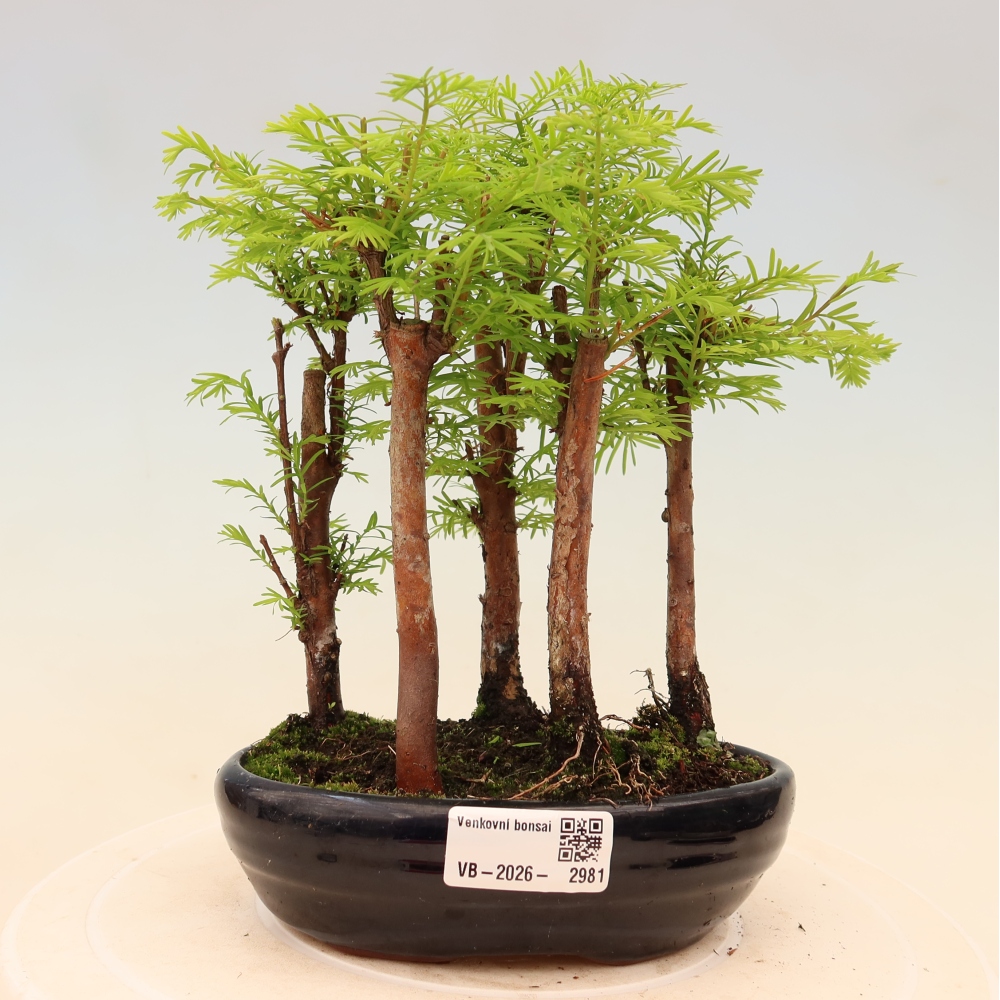 Vonkajší bonsai – Metasequoia glyptostroboides – čínska metasekvoja – hájik