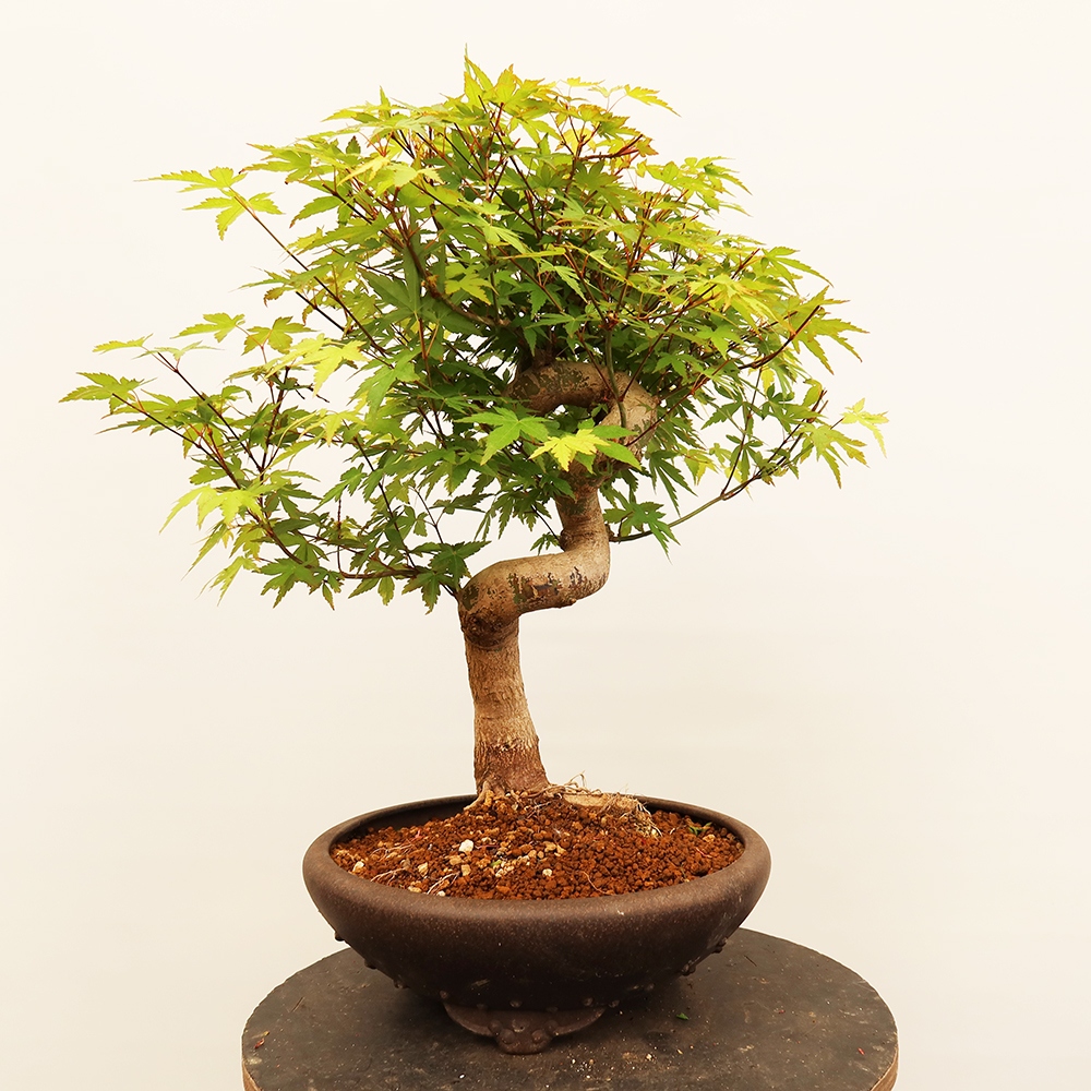 Vonkajšie bonsaje - Maple palmatum - Palmy