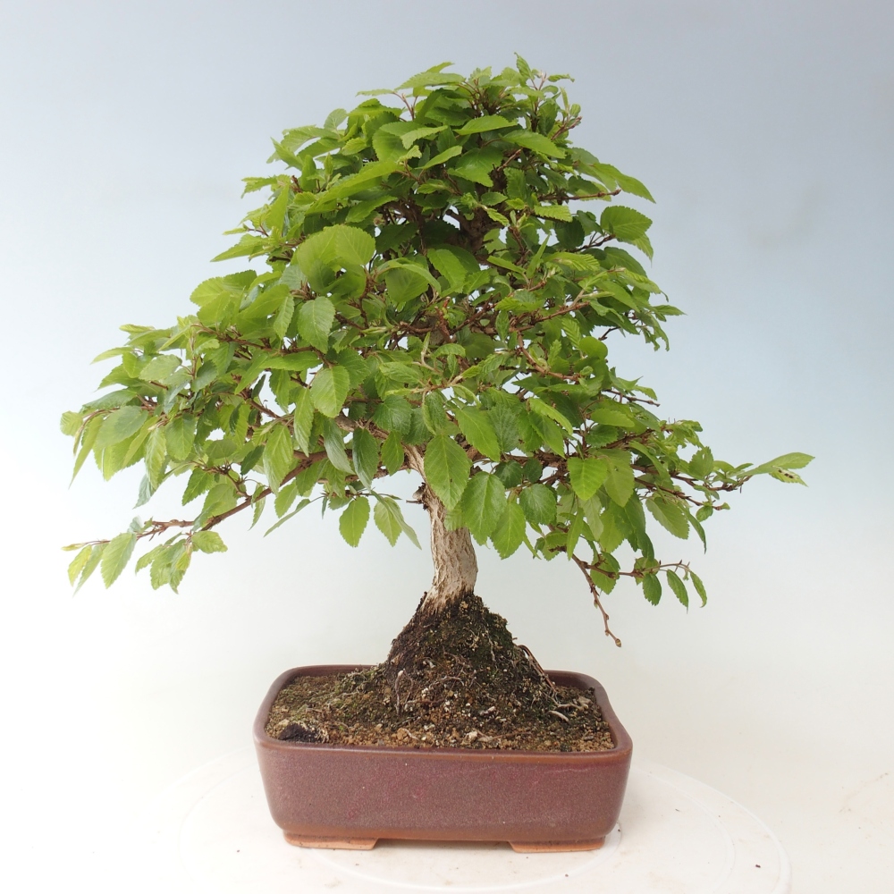 Vonkajšie bonsaje -Carpinus CARPINOIDES - Hrab kórejský