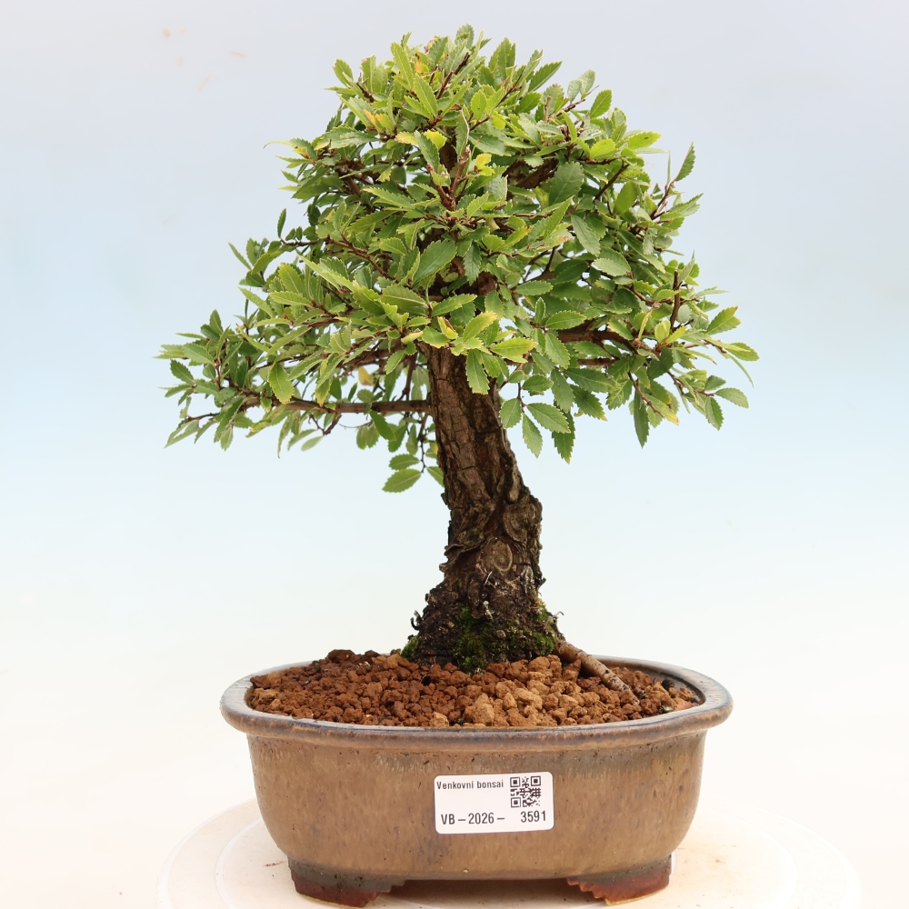 Vonkajšie bonsaje - Zelkova - Zelkova NIRE